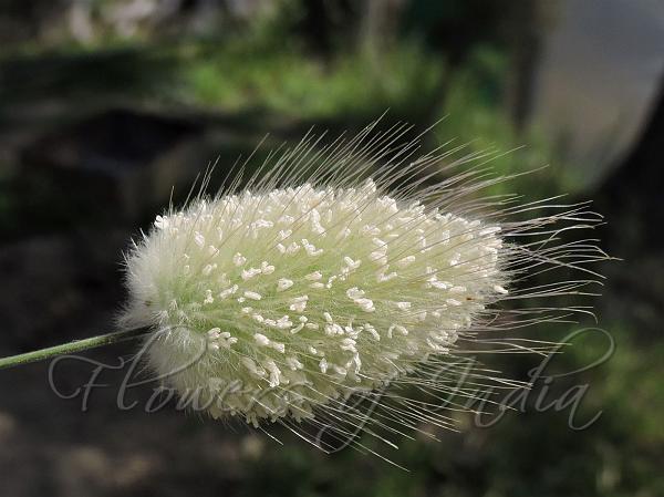 Lagurus ovatus - Bunny Tail Grass